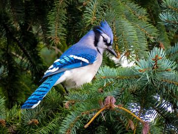 Close-up of bird perching on branch