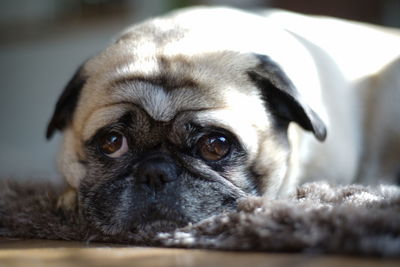 Funny close-up portrait of a pug dog