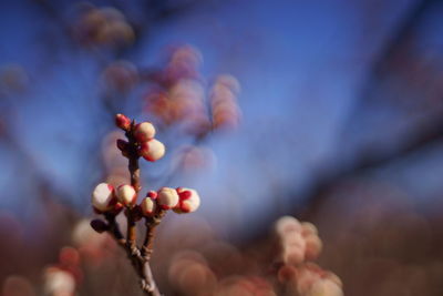 Close-up of berries growing on tree