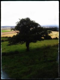 Trees on field against sky