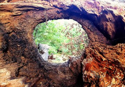 Full frame shot of tree trunk