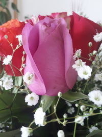 Close-up of pink roses blooming outdoors