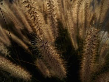 Full frame shot of plants