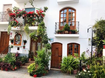 Potted plants against building