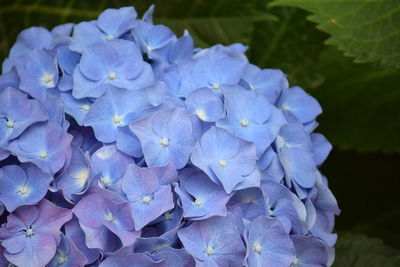 Close-up of purple flowers blooming outdoors