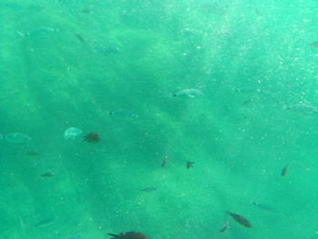 High angle view of fish swimming in sea