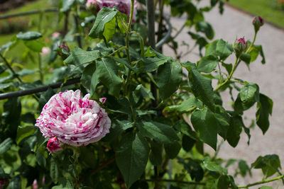 Close-up of pink flowering plant