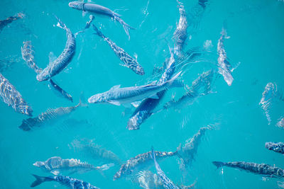 High angle view of fish swimming in sea