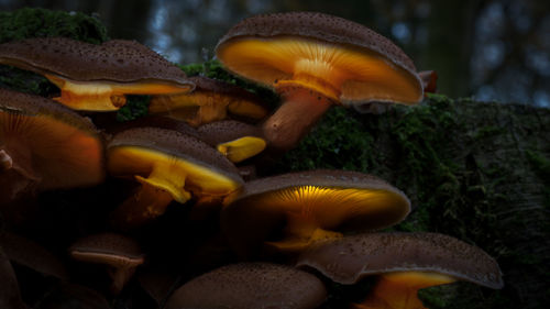 Close-up of mushrooms