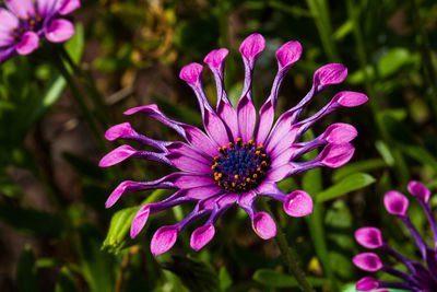 Close-up of pink flowering plant on field