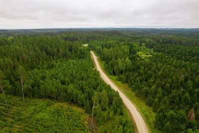 Aerial view from drone of country road leading through  pine and birch forests in green colors 