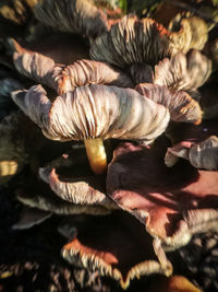 Close-up of mushrooms growing on land