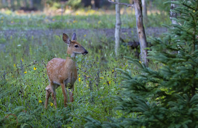 Deer standing in a forest