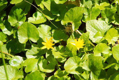 High angle view of leaves