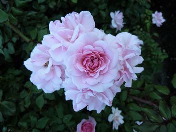 Close-up of pink rose
