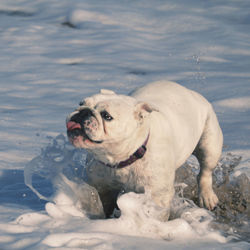 Pug playing in sea