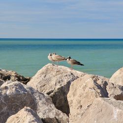 Seagull perching on rock by sea against sky