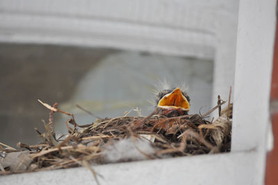 Hungry robin baby birds in a nest above my door