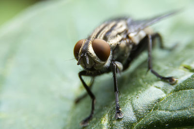 Close-up of fly on leaf