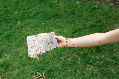 Dozens of ladybugs on a child's arm