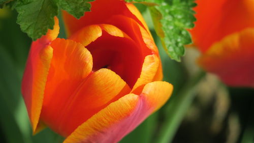 Close-up of orange flowers blooming outdoors