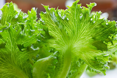 Close-up of fresh green leaves