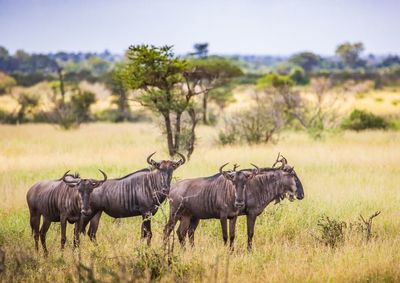 Horses in a field