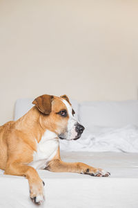 Dog lying down on bed