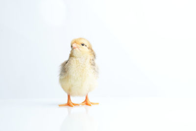 Close-up of a bird over white background