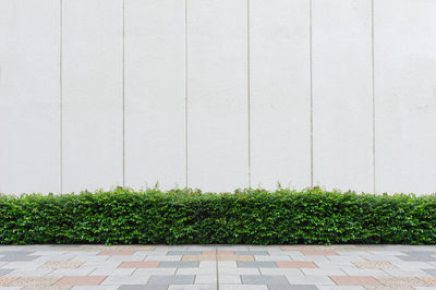 Plants growing against wall