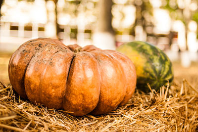 Orange pumpkin sitting in field. pumpkin in the hay. autumn. harvest.