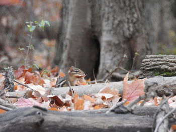 Close-up of a chipmunk gathering leaves