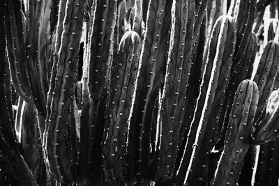 Full frame shot of raindrops on plants