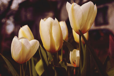 Close-up of yellow tulips