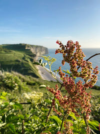 Close-up of flowering plants on field against sky flowerhead beach view sunny day sun cliff 
