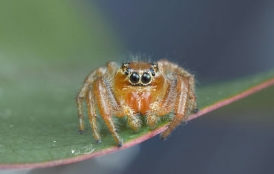 Close-up of spider