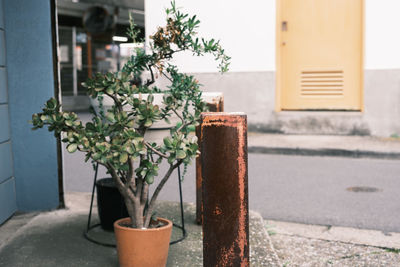 Potted plant by window on building