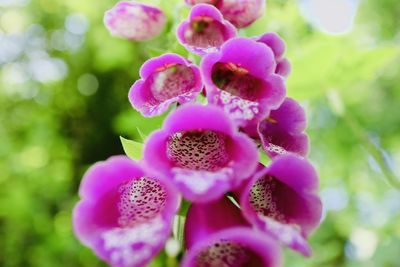 Close-up of pink orchids