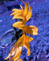 Close-up of day lily blooming outdoors