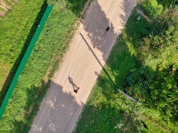 High angle view of sheep on road