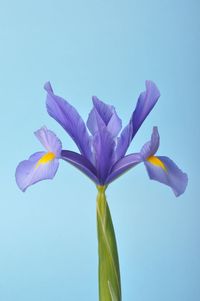 Low angle view of purple flower against blue sky