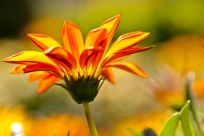 Close-up of orange flowering plant