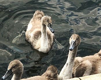 Swan swimming in lake