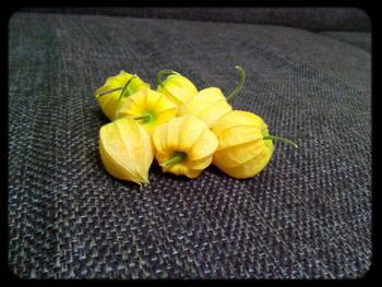 Close-up of yellow flowers