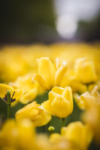 Close-up of yellow flowering plant on field