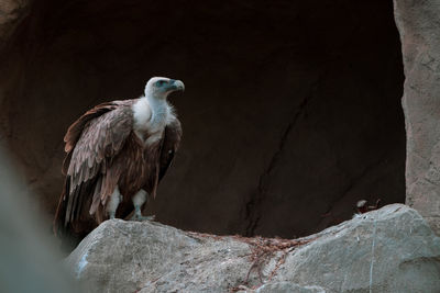 Low angle view of eagle perching on rock