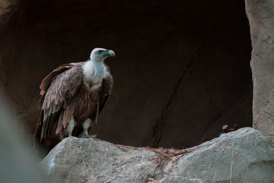 Low angle view of vulture perching on rock