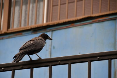 Low angle view of bird perching on railing