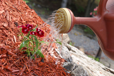 Close-up of red chili peppers on rock