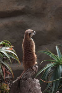 Close-up of bird